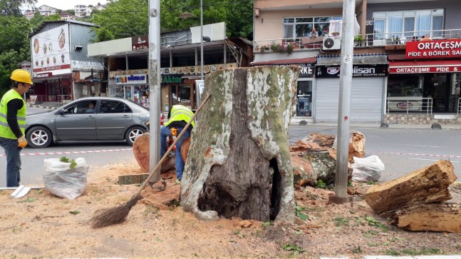 Beykoz’un Anıt Ağaçları Yeniden Filizlenecek