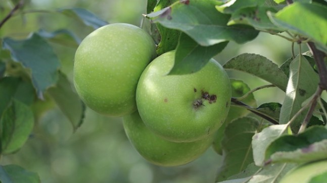 Beykoz Elmasında Yüzler Gülüyor