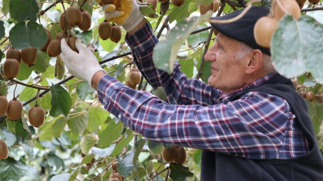 BEYKOZ KİVİSİ’NDE HASAT ZAMANI