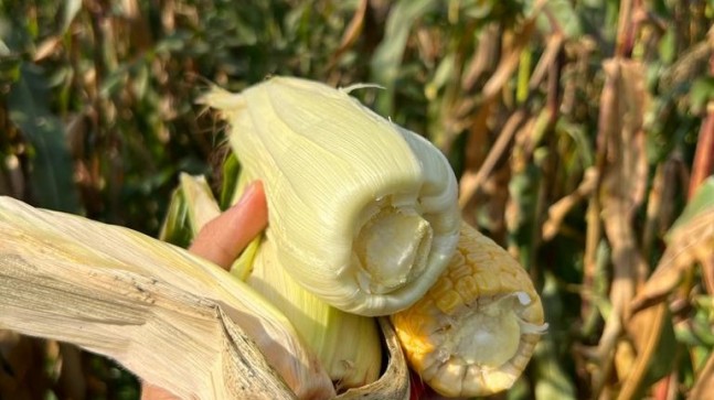 BEYKOZ MISIRI’NDA TATLI HASAT