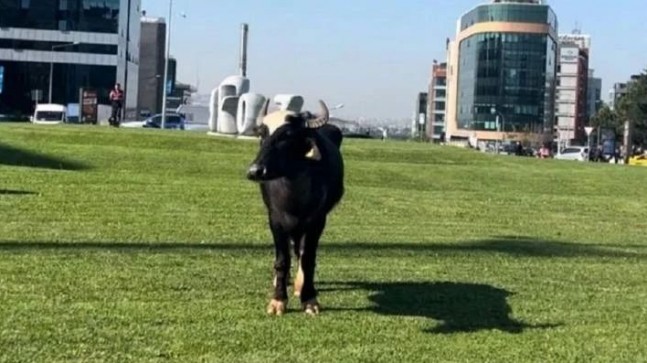 Beykoz’da firari manda paniği