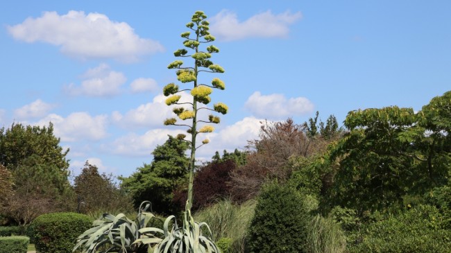 Beykoz’da 100 yıl Önce Dikilen Agave Kaktüsü Çiçeklendi