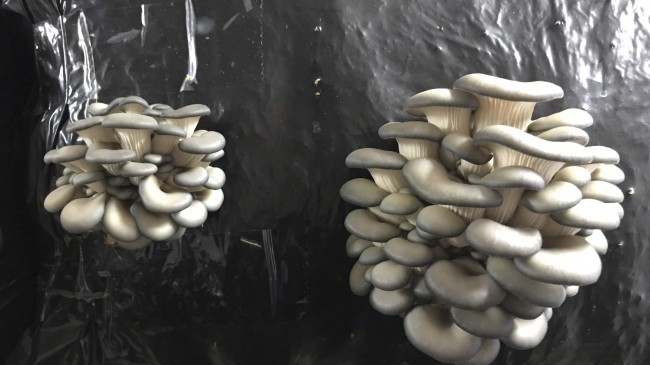 Beykoz İstiridye Mantarı Üretimiyle Şampiyon