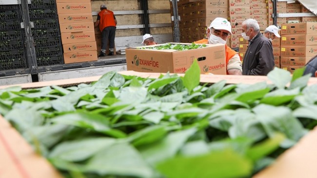 İBB, Beykoz’da Tarım Yapan Çiftçilere Ücretsiz Fide Dağıttı