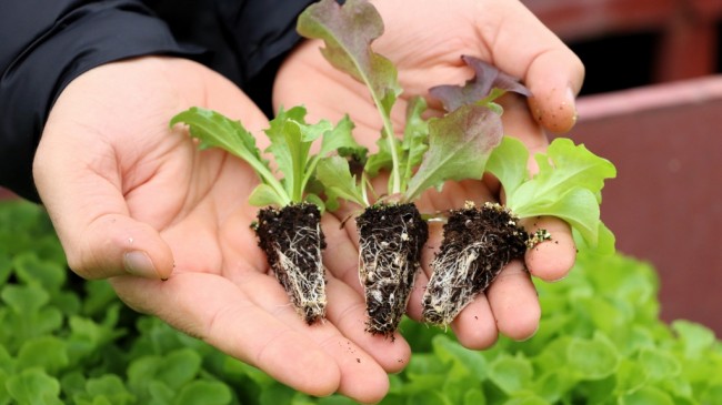 BEYKOZ’DA ÇİFTÇİLER TOHUMU GETİRİYOR FİDEYİ GÖTÜRÜYOR