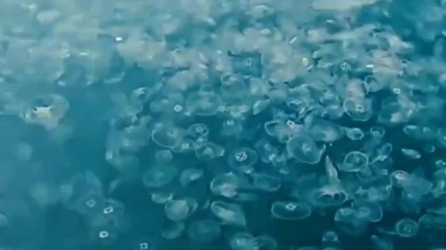 Boğaz’da denizanası istilası