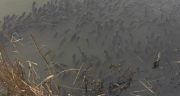 Beykoz Riva Deresi’nde balıklar yine ölüyor