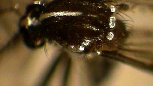 Beykoz’u Tehdit Eden Asya Kaplan Sivrisineği Tehlikesi