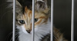 Beykoz’daki Sokak Hayvanlarına Beş Yıldızlı Hastane